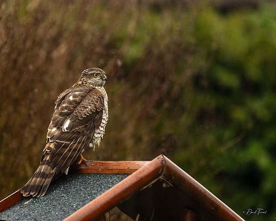 Épervier d'Europe  - David Toussaint