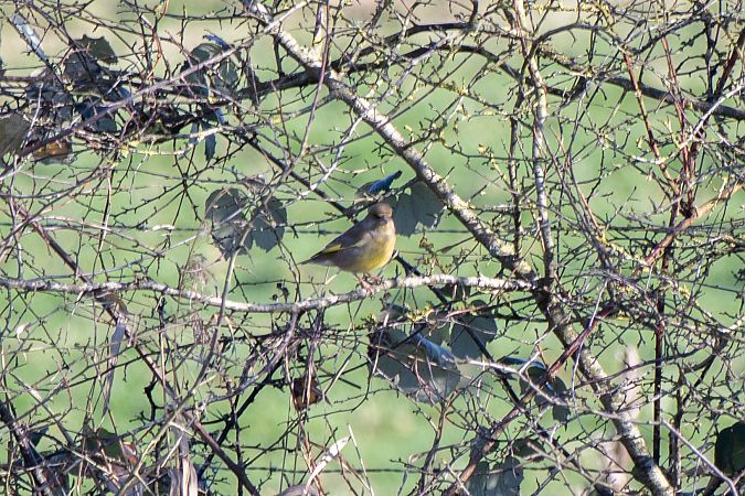 Verdier d'Europe  - Nolwenn Bernier