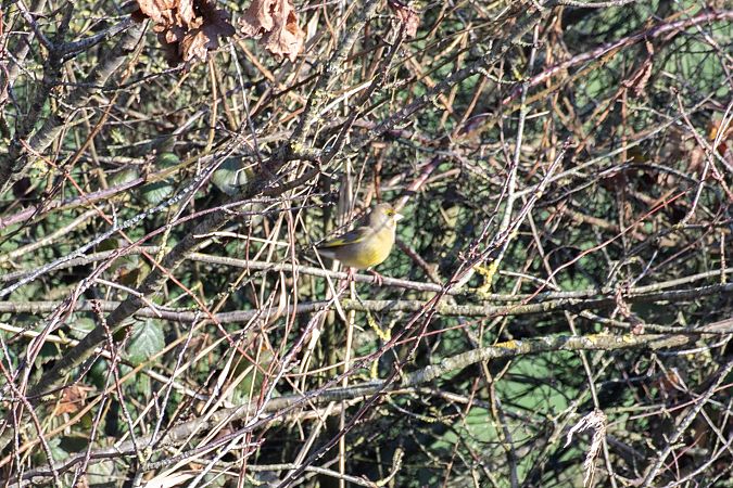 European Greenfinch  - Nolwenn Bernier
