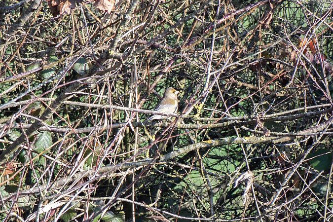 Verdier d'Europe  - Nolwenn Bernier