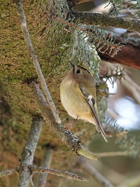 Roitelet huppé  - Xavier Herrier
