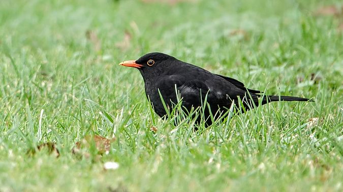 Merle noir  - Xavier Herrier