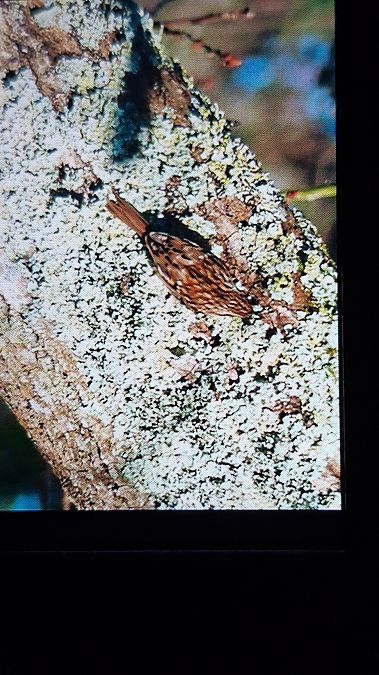 Grimpereau des jardins  - Morgane Le Gall
