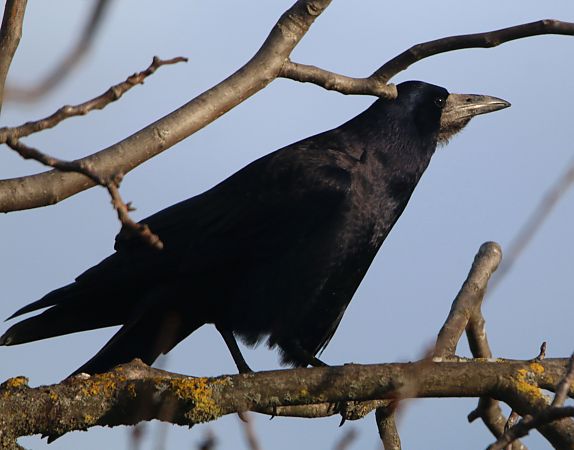 Corbeau freux  - Pierre & Carmen Noël / Pixner