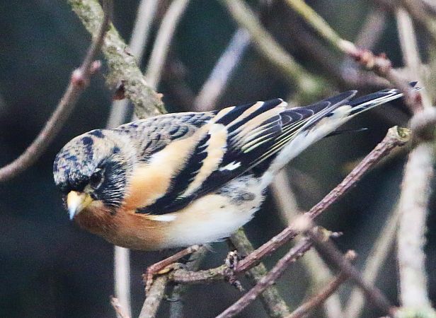 Pinson du Nord  - Pierre & Carmen Noël / Pixner
