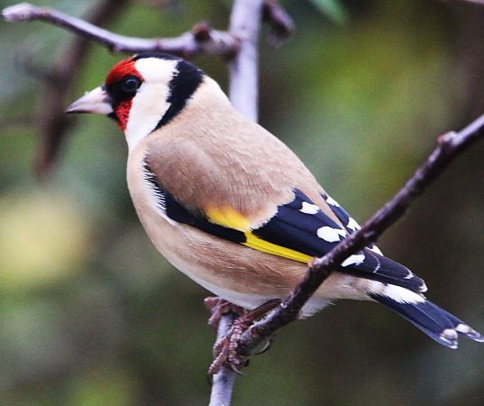 Chardonneret élégant  - Pierre & Carmen Noël / Pixner