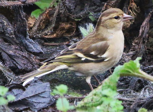 Pinson des arbres  - Pierre & Carmen Noël / Pixner