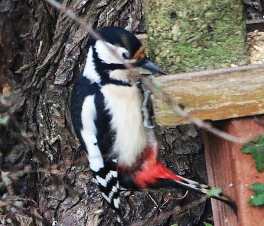 Pic épeiche  - Pierre & Carmen Noël / Pixner