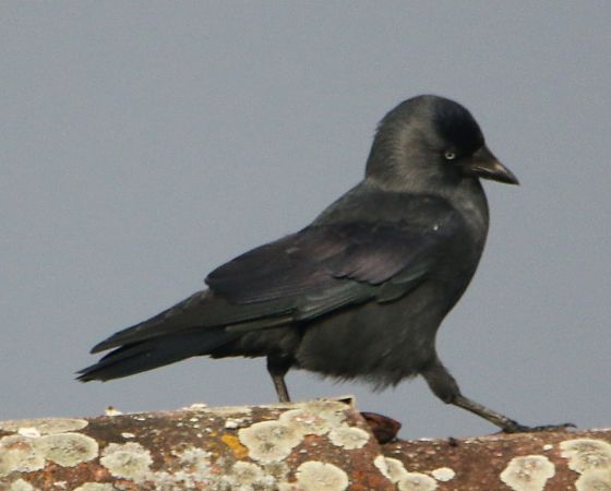 Choucas des tours  - Pierre & Carmen Noël / Pixner