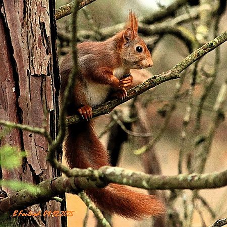 Ecureuil roux  - Bruno Foulard
