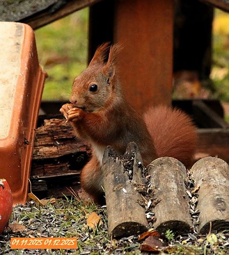 Ecureuil roux  - Bruno Foulard