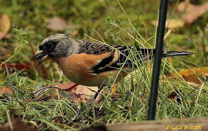 Pinson du Nord  - Bruno Foulard