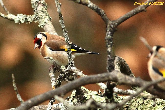 Chardonneret élégant  - Bruno Foulard