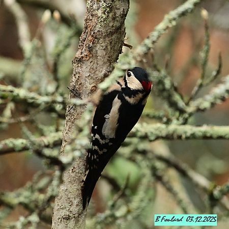 Pic épeiche  - Bruno Foulard