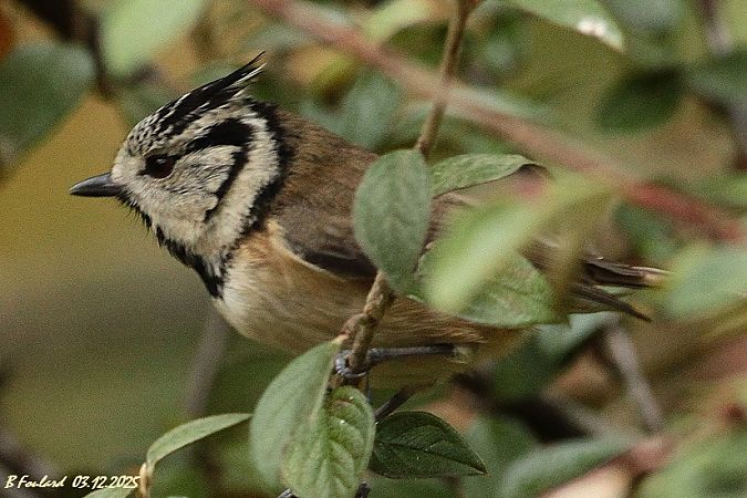 Mésange huppée  - Bruno Foulard