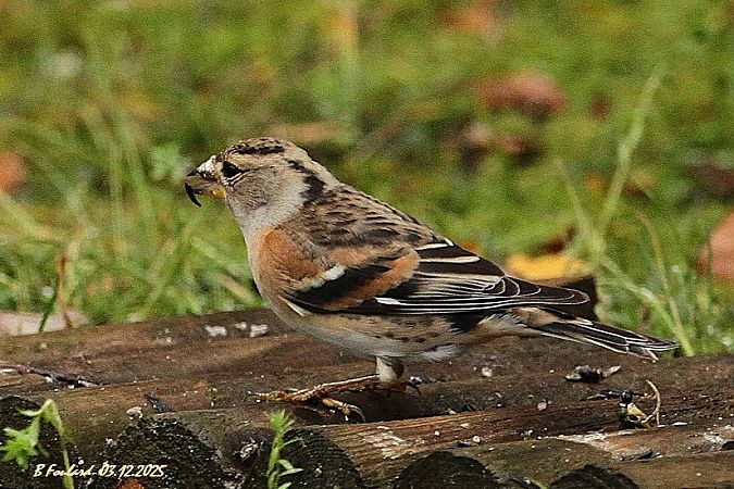 Pinson du Nord  - Bruno Foulard