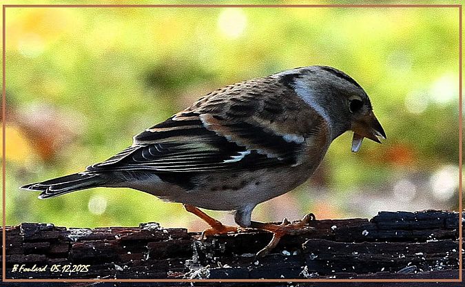Pinson du Nord  - Bruno Foulard