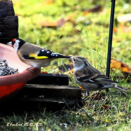 Chardonneret élégant  - Bruno Foulard