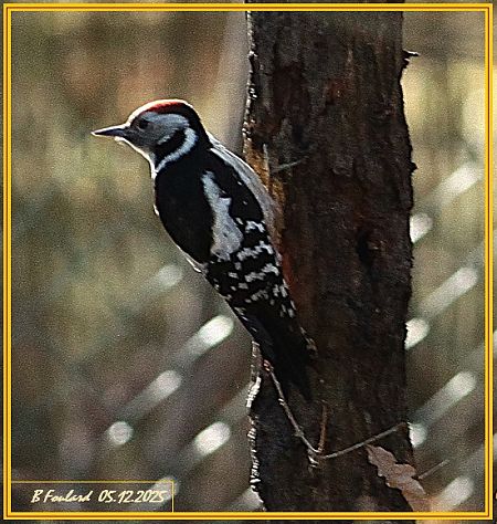 Pic mar  - Bruno Foulard