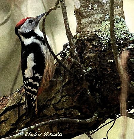 Pic mar  - Bruno Foulard