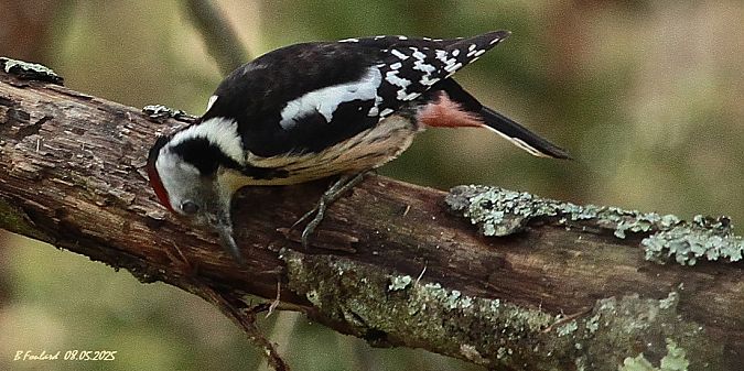 Pic mar  - Bruno Foulard