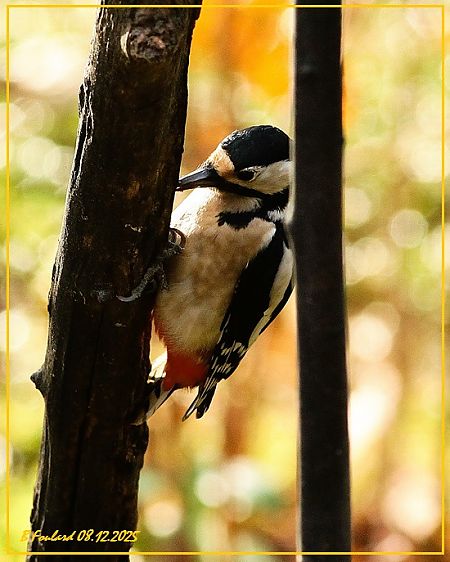 Pic épeiche  - Bruno Foulard