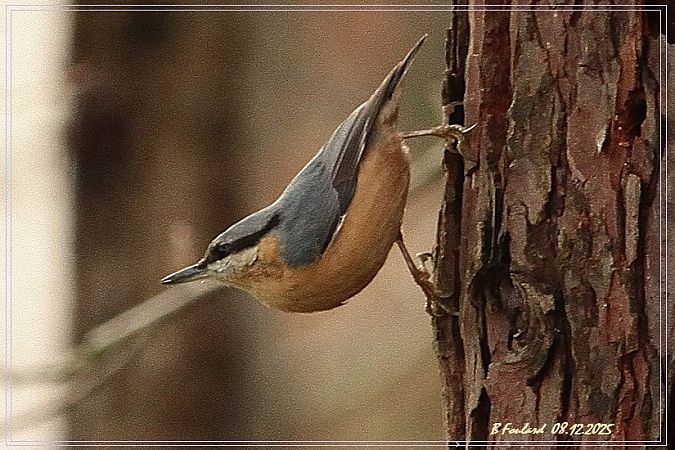 Sittelle torchepot  - Bruno Foulard