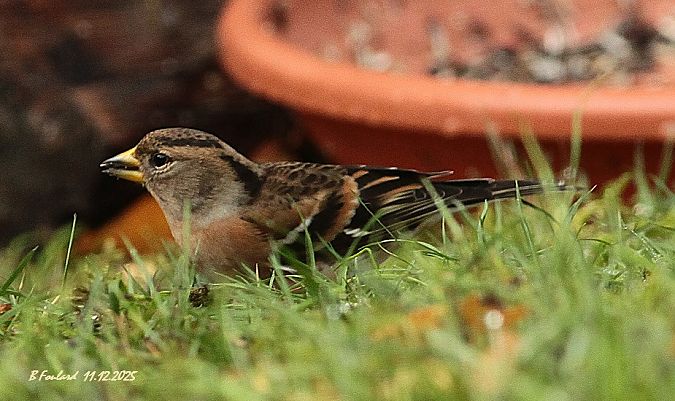 Pinson du Nord  - Bruno Foulard