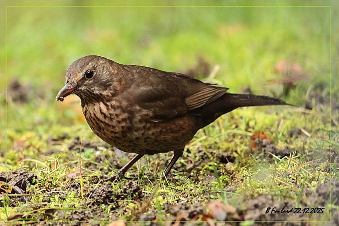 Grive musicienne  - Bruno Foulard