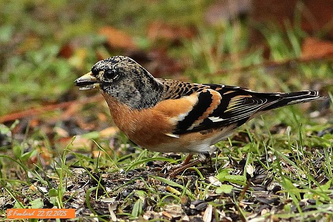 Pinson du Nord  - Bruno Foulard