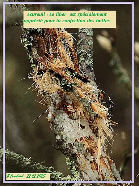 Ecureuil roux  - Bruno Foulard