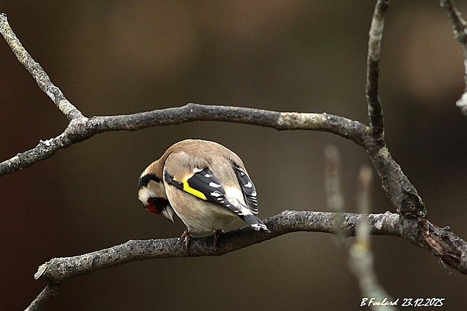 Chardonneret élégant  - Bruno Foulard