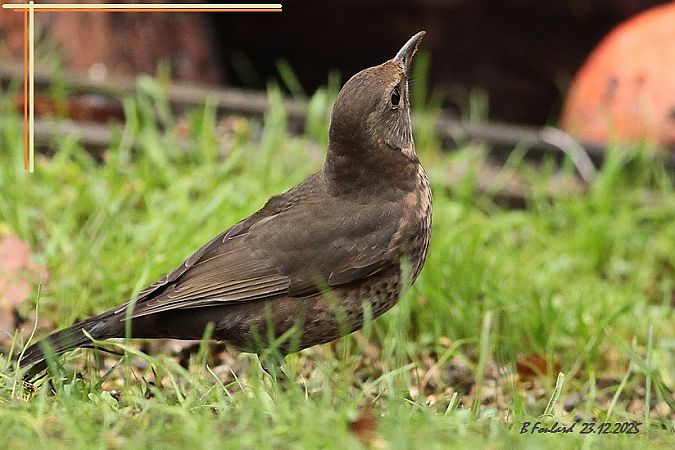 Grive musicienne  - Bruno Foulard