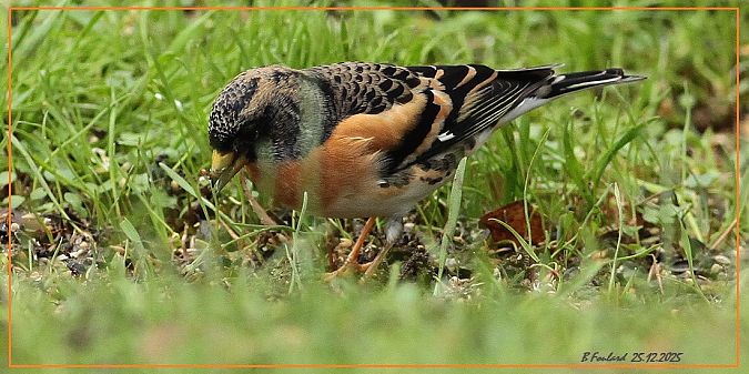 Pinson du Nord  - Bruno Foulard