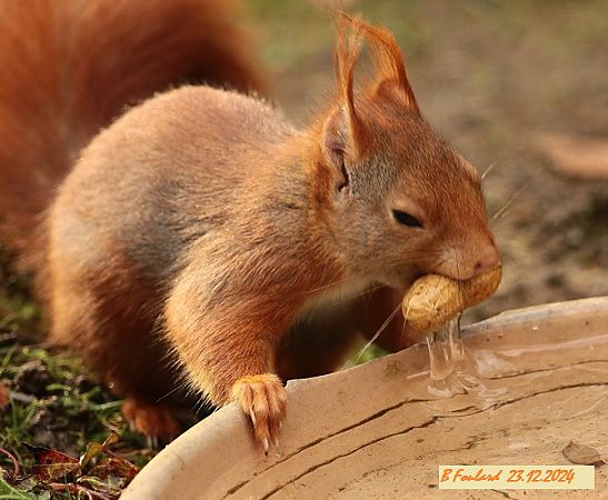 Ecureuil roux  - Bruno Foulard