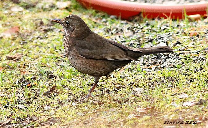 Grive musicienne  - Bruno Foulard