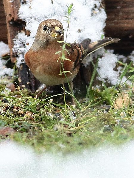 Pinson du Nord  - Bruno Foulard