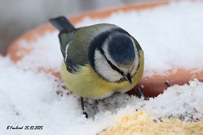 Mésange bleue  - Bruno Foulard
