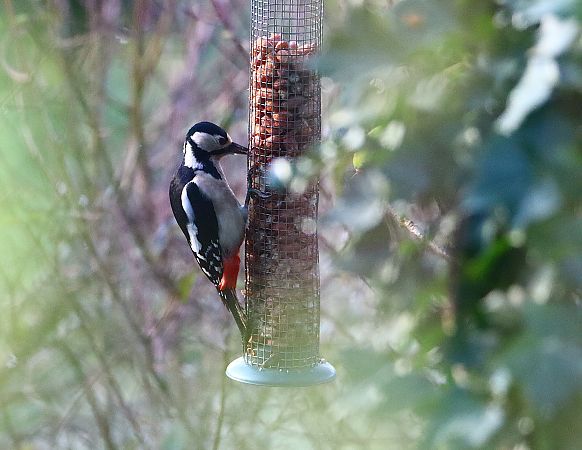 Pic épeiche  - Carlos Malem