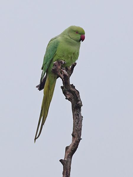 Perruche à collier  - Jean-Louis Barrès