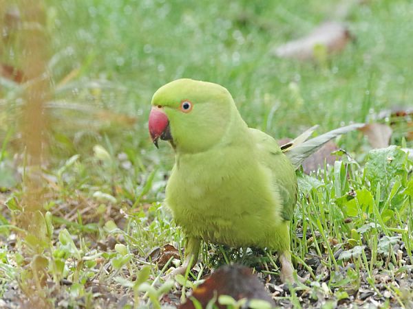 Perruche à collier  - Jean-Louis Barrès