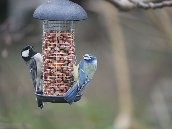 Mésange bleue  - Anne Sanquer