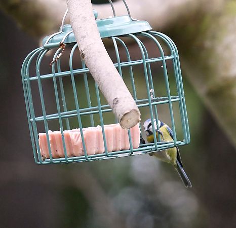 Mésange bleue  - Anne Sanquer