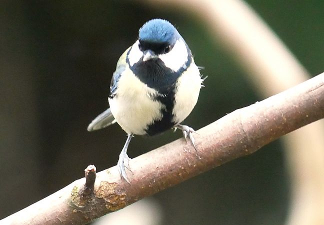 Mésange charbonnière  - Anne Sanquer