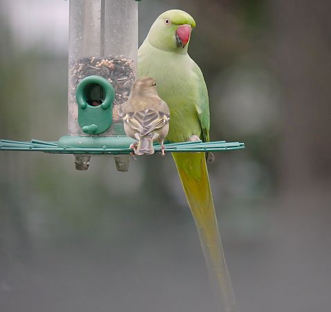 Perruche à collier  - Anne Sanquer