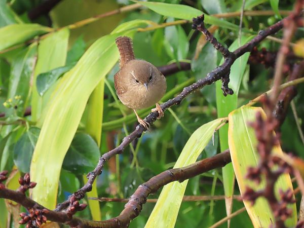 Troglodyte mignon  - Frédérique Lucas