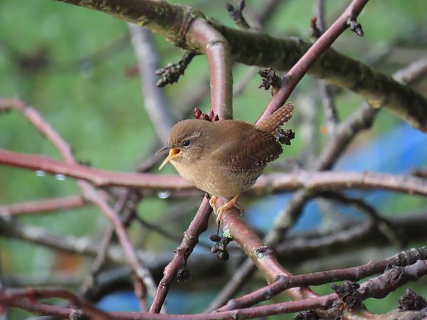 Troglodyte mignon  - Frédérique Lucas