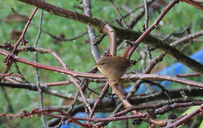 Troglodyte mignon  - Frédérique Lucas