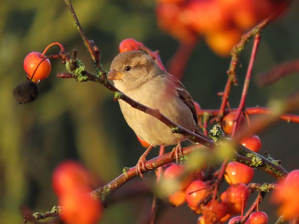 Moineau domestique  - Frédérique Lucas