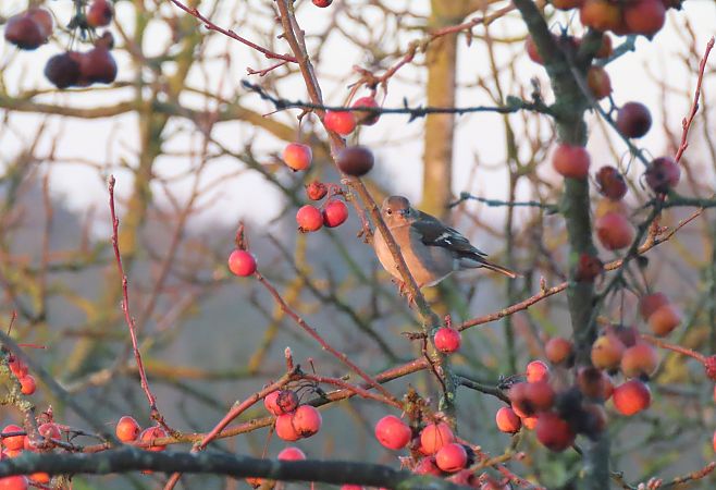 Pinson des arbres  - Frédérique Lucas